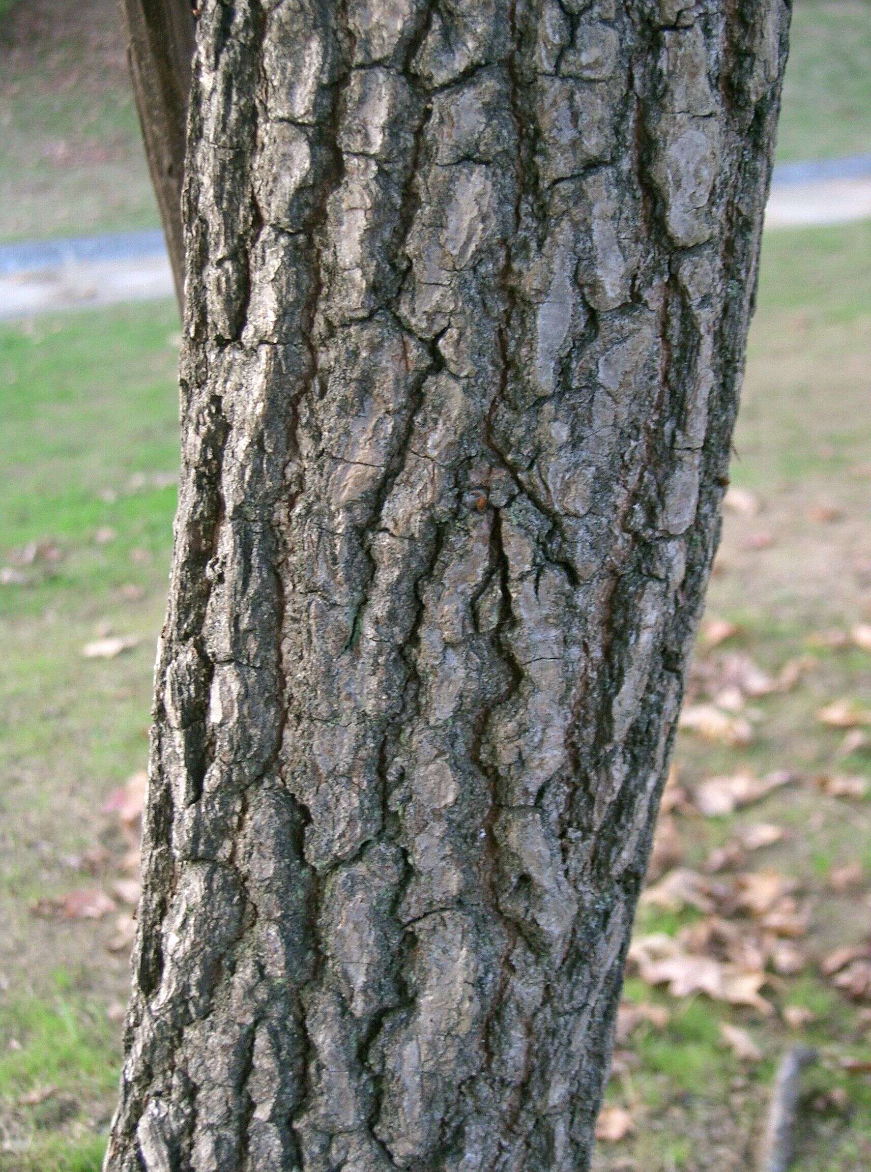 Image of American Sweetgum