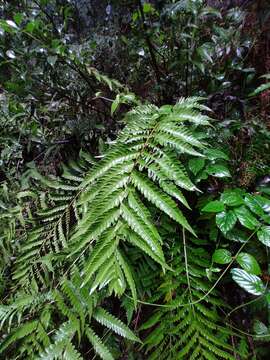 Plancia ëd Woodwardia japonica (L. fil.) Sm.