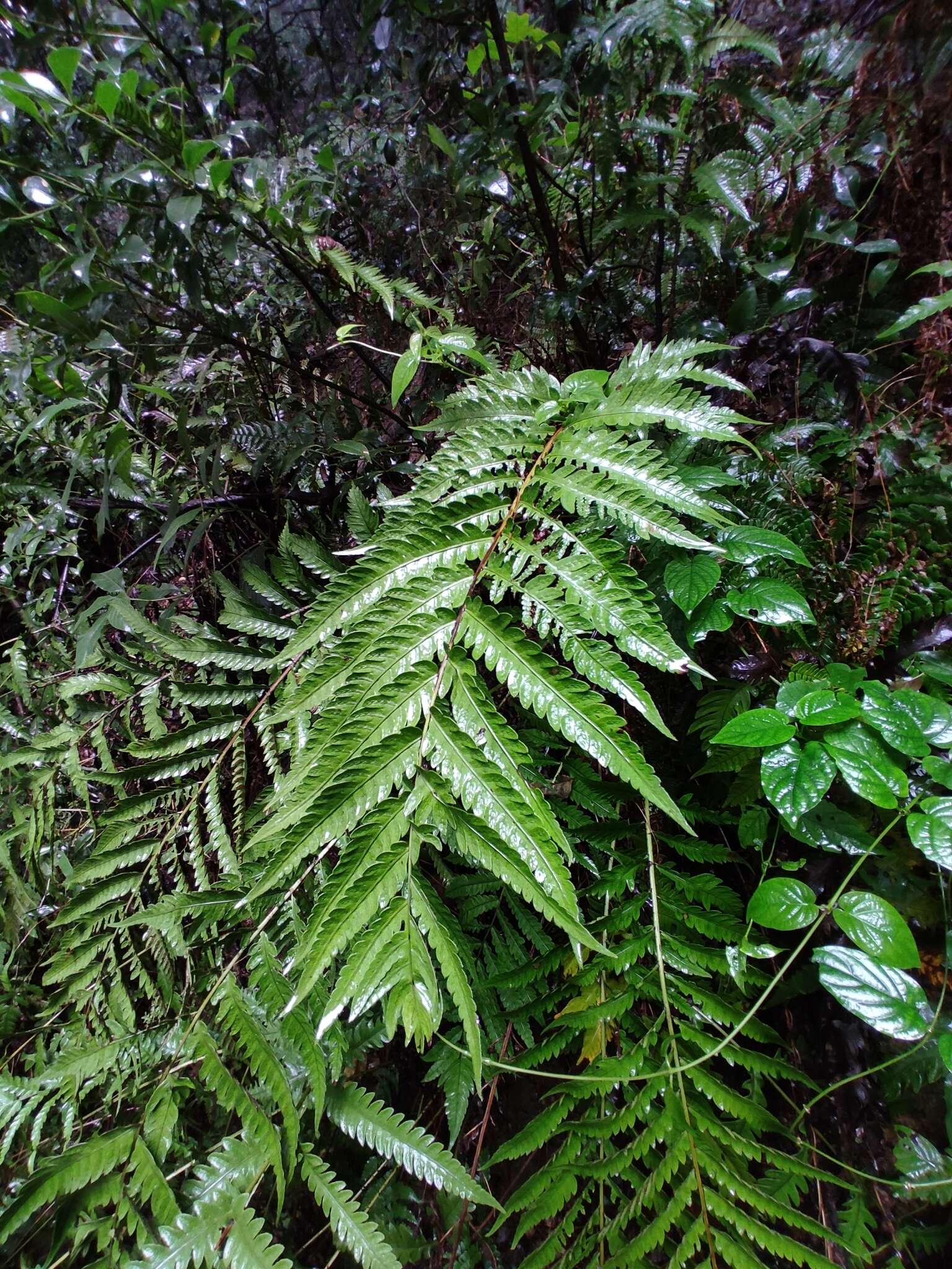 Image of Woodwardia japonica (L. fil.) Sm.