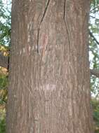 Image of Bald Cypress