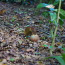 Image of Black-rumped Agouti