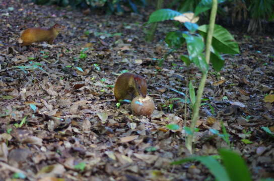 Image of Black-rumped Agouti