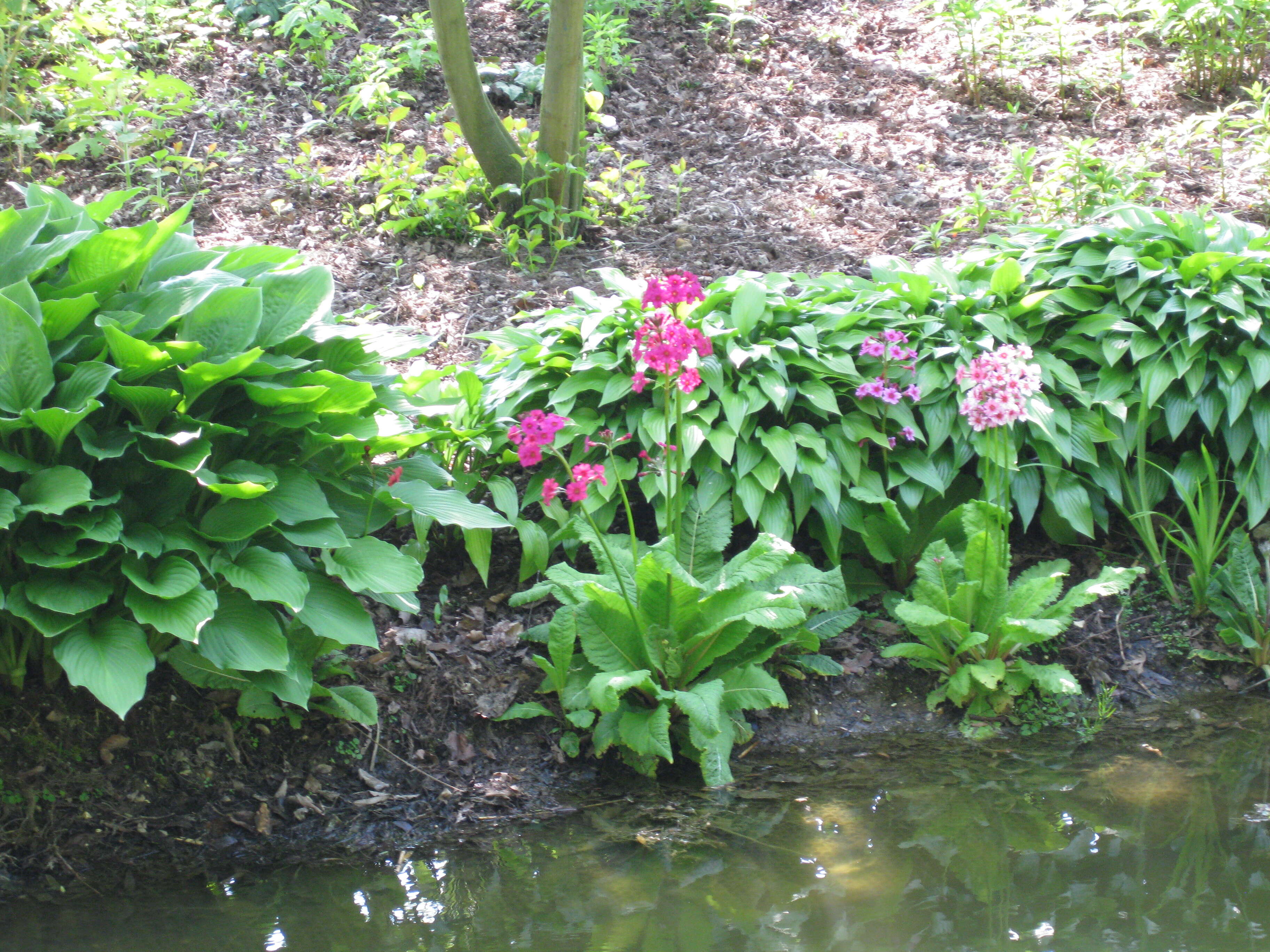 Plancia ëd Primula japonica A. Gray