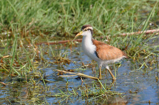 Image of Wattled Jacana