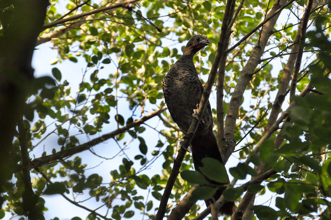 Image of Scaled Chachalaca