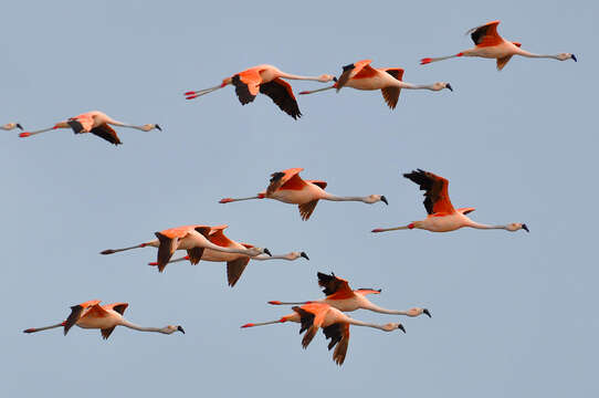 Imagem de Phoenicopterus chilensis Molina 1782