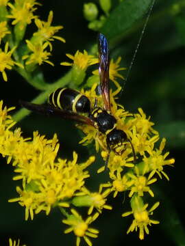 Image of Ancistrocerus adiabatus (de Saussure 1853)