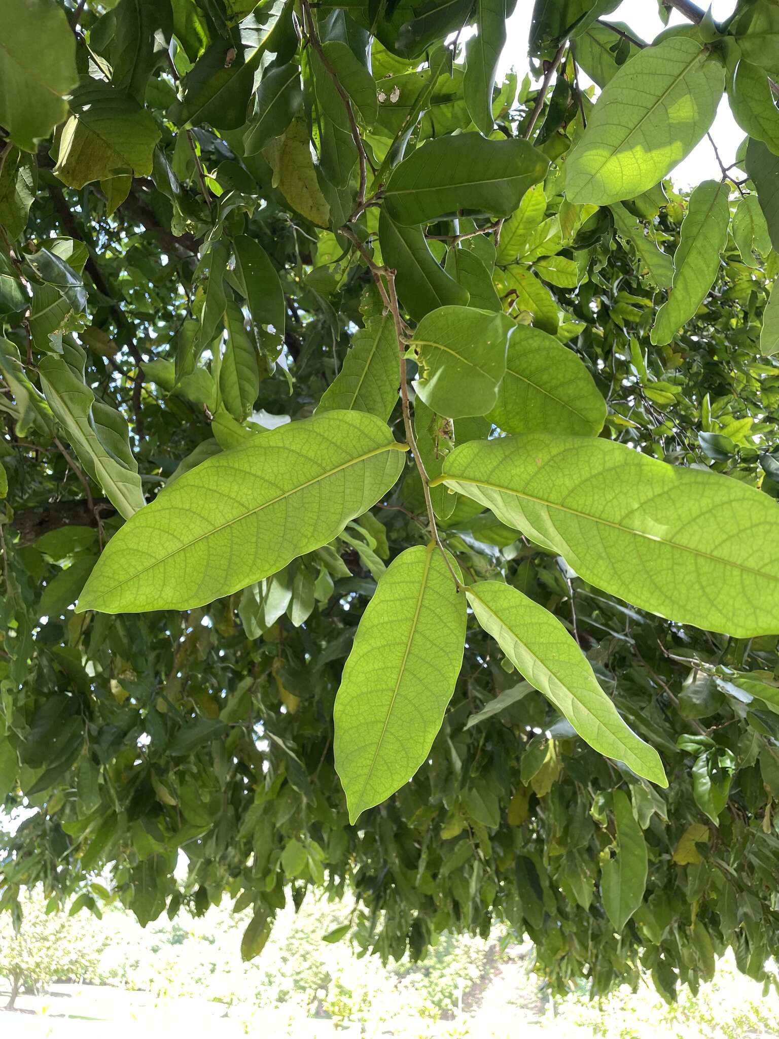 Image of Inocarpus fagifer (Parkinson) Fosberg