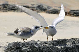 Image of Snowy-crowned Tern