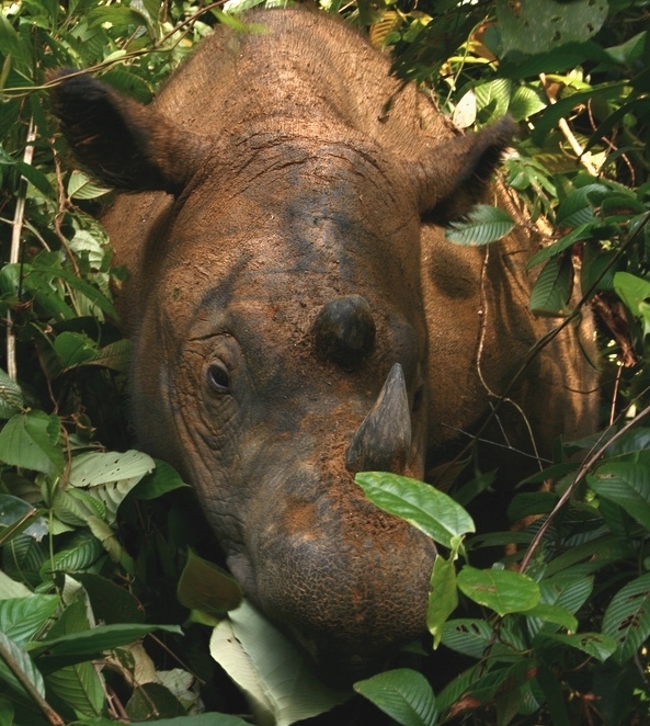 Image of Hairy Rhinoceros