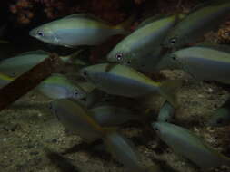 Image of Blowhole perch