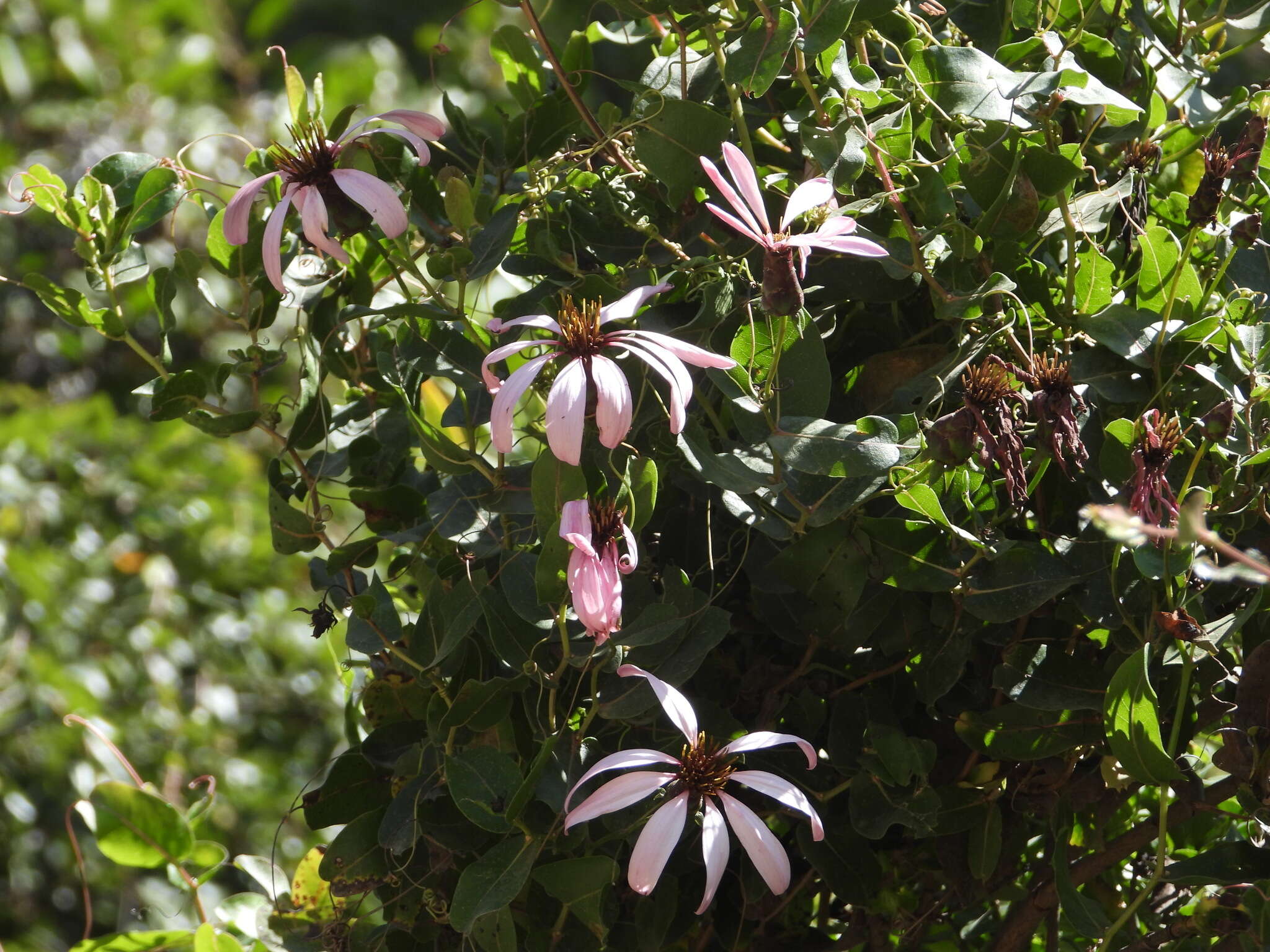 Image de Mutisia spinosa Ruiz & Pav.