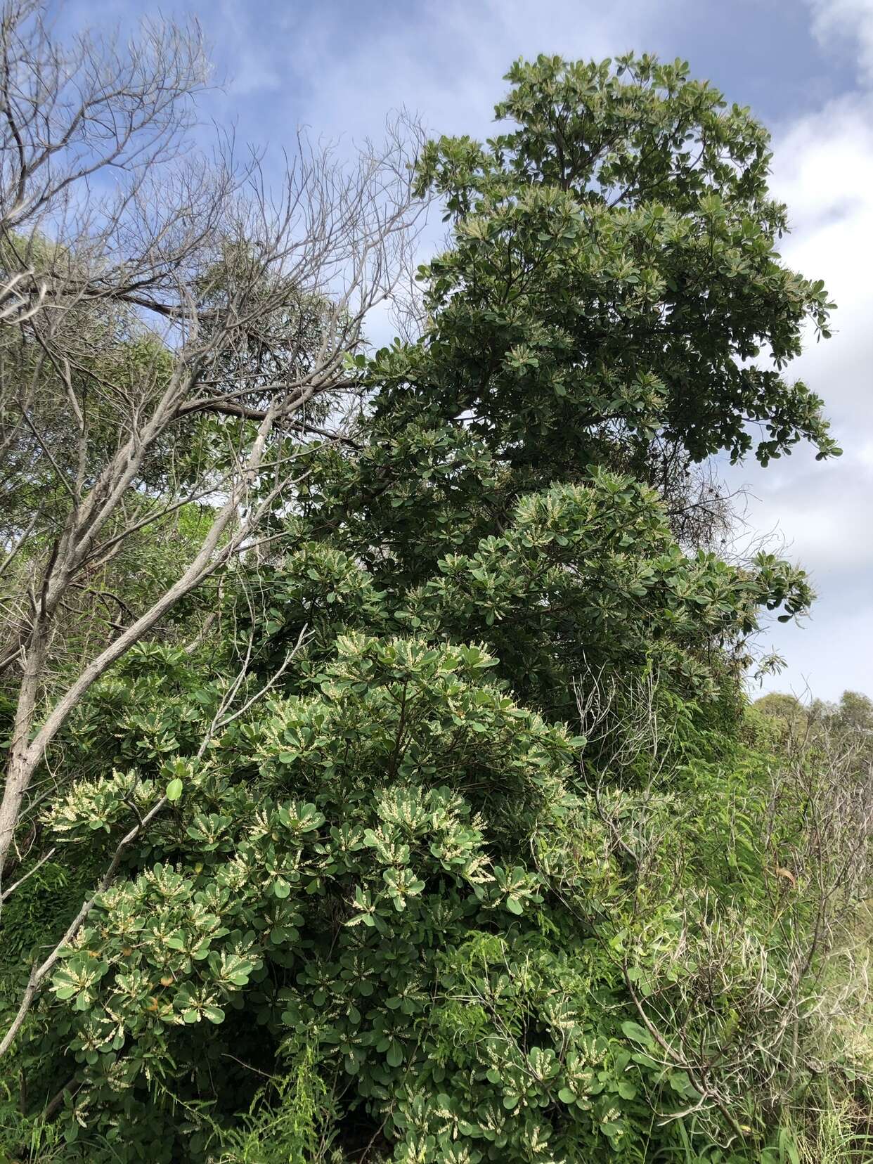 Image of Australian almond