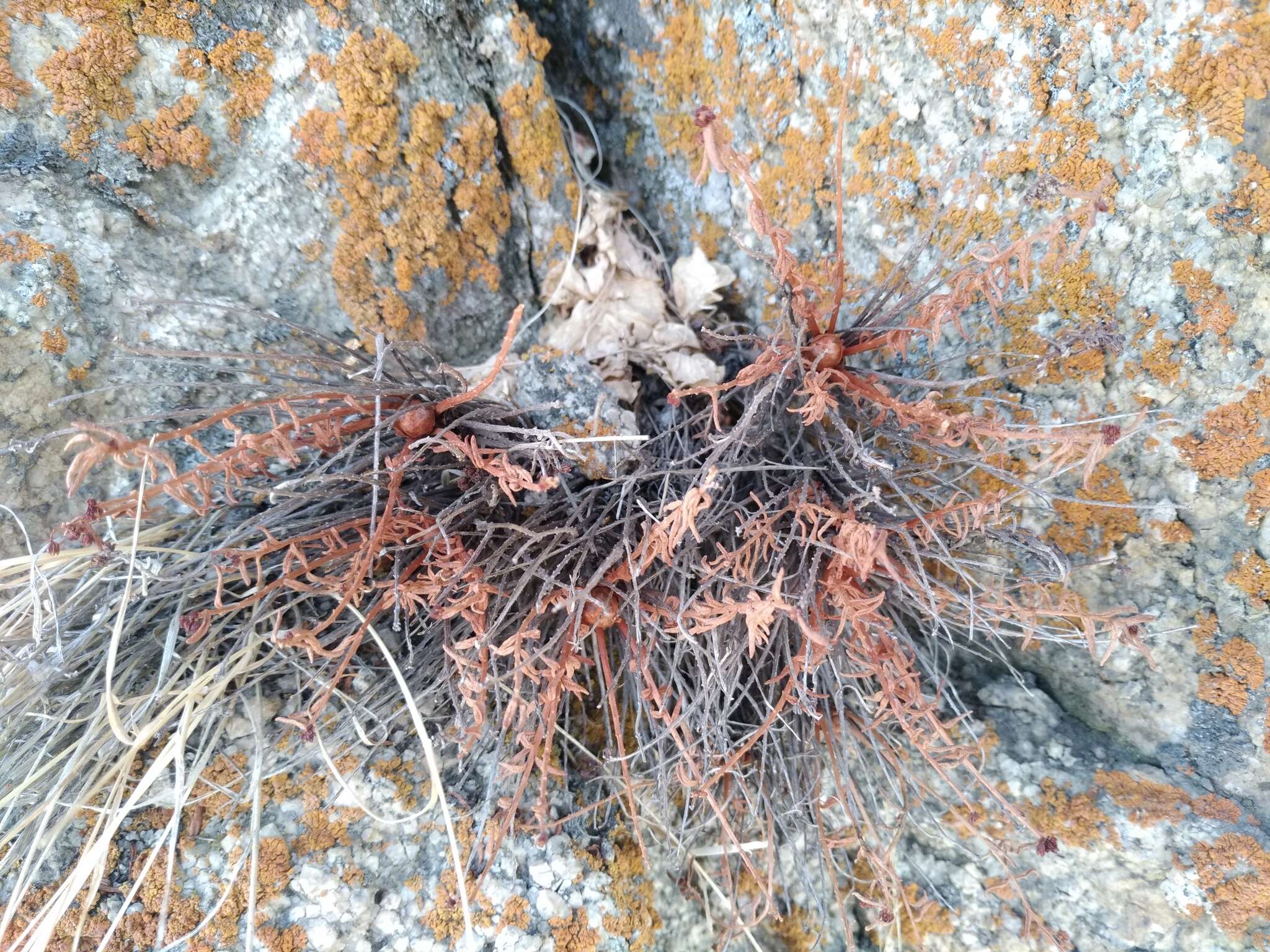 Image of Rhodiola coccinea (Royle) A. Boriss.