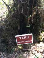 Image of Tepualia