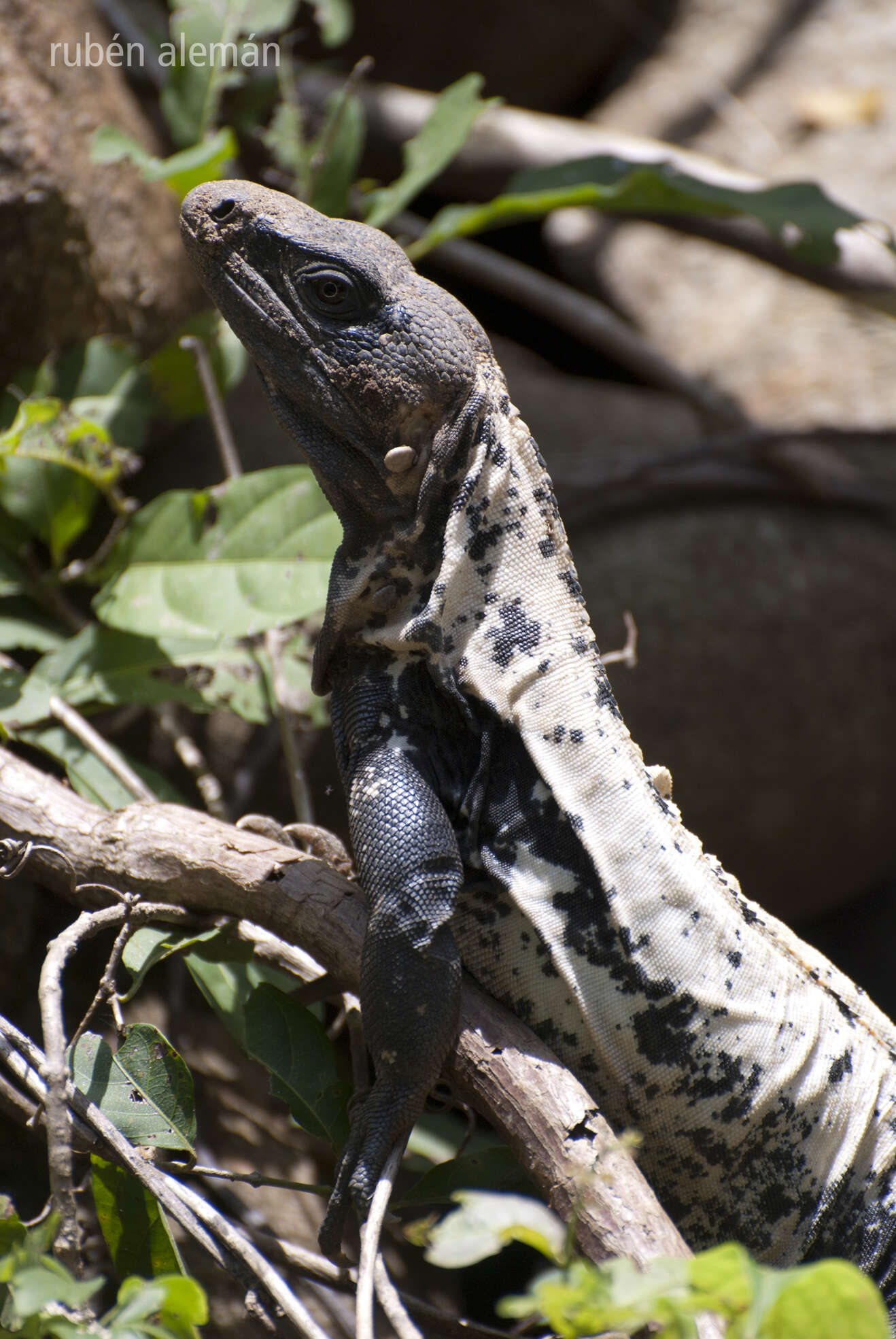 Image de Ctenosaura pectinata (Wiegmann 1834)