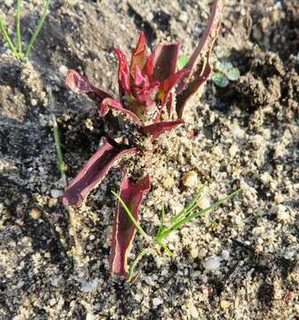 Image of Disa ophrydea (Lindl.) Bolus