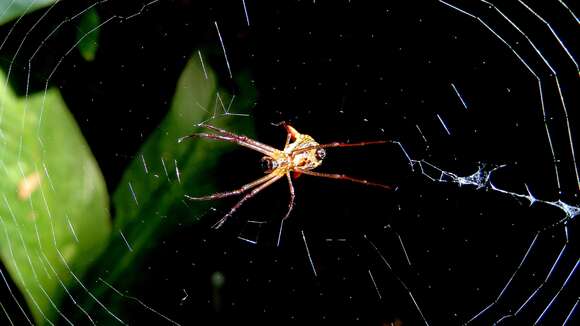 Image of Micrathena sanctispiritus Brignoli 1983