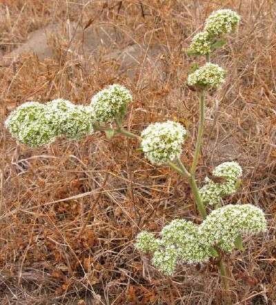 Image of robust spineflower