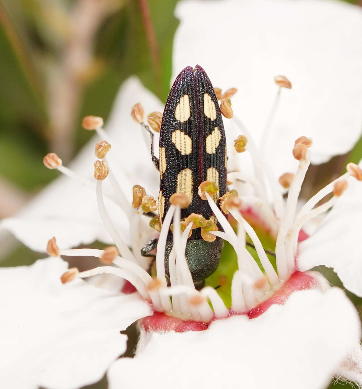 Imagem de Castiarina parallela (White 1859)