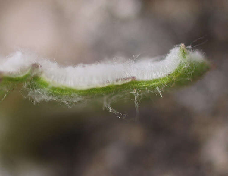 Plancia ëd Senecio banksii Hook. fil.