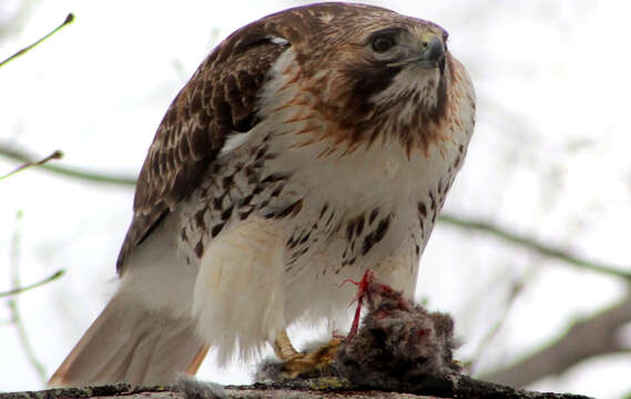 Image of Red-tailed Hawk