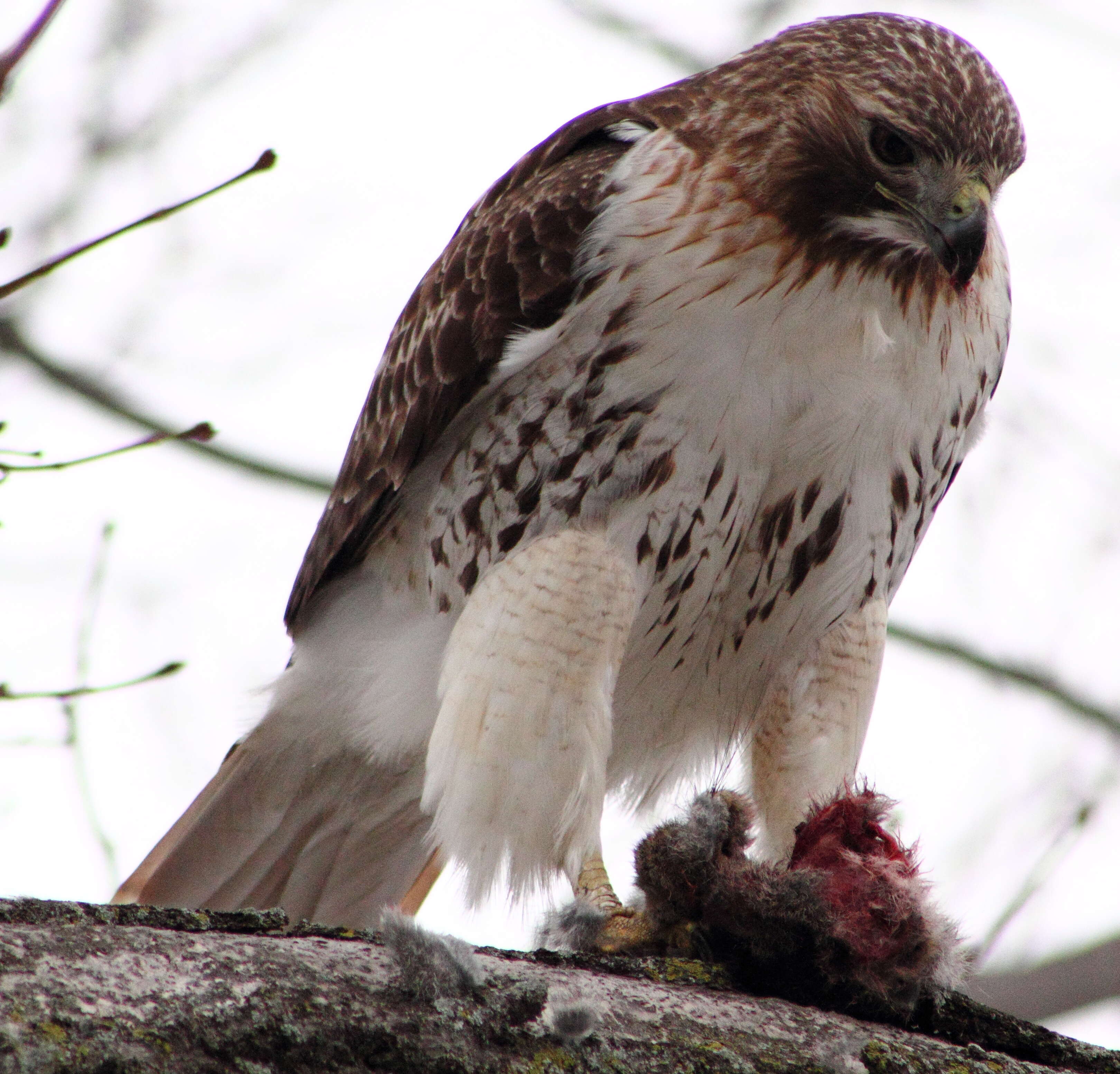 Image of Red-tailed Hawk