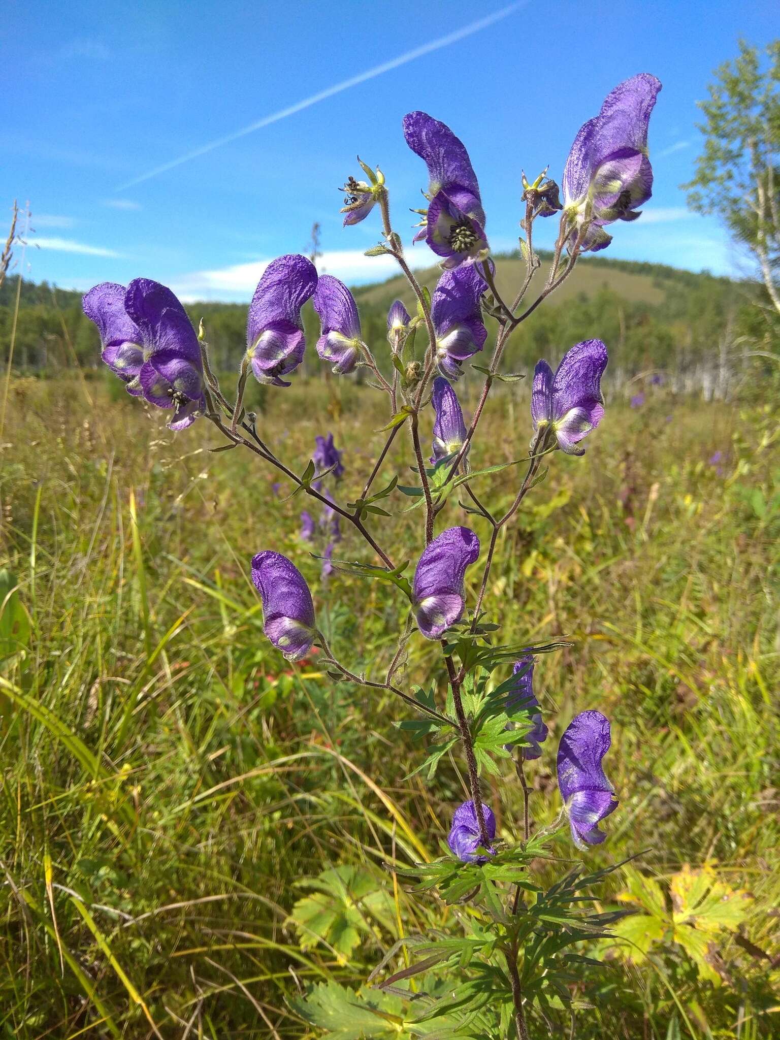 Image of Aconitum volubile Pall.