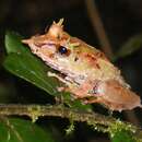 Plancia ëd Pristimantis appendiculatus (Werner 1894)