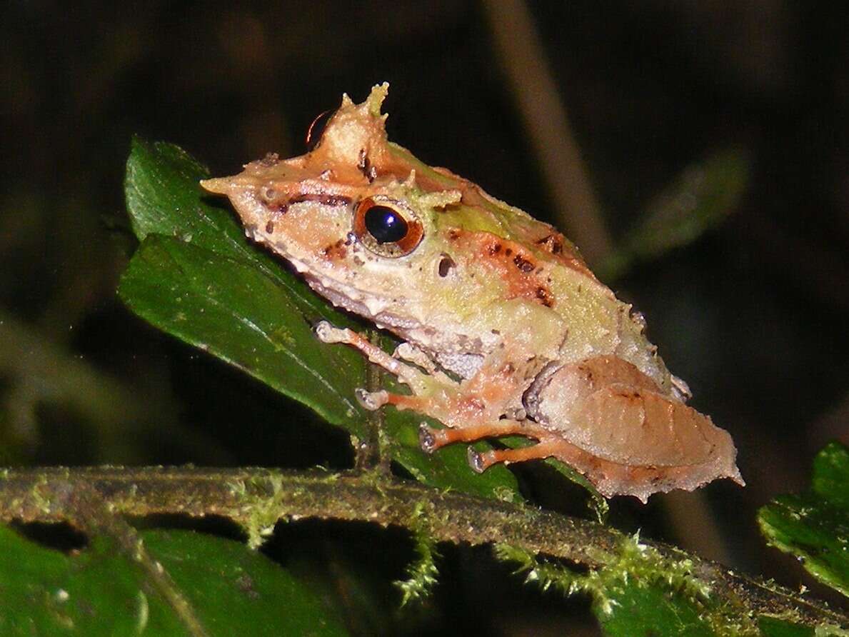 Image of Pacific robber frog