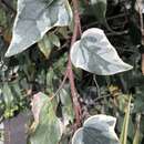 Hedera algeriensis Hibberd resmi