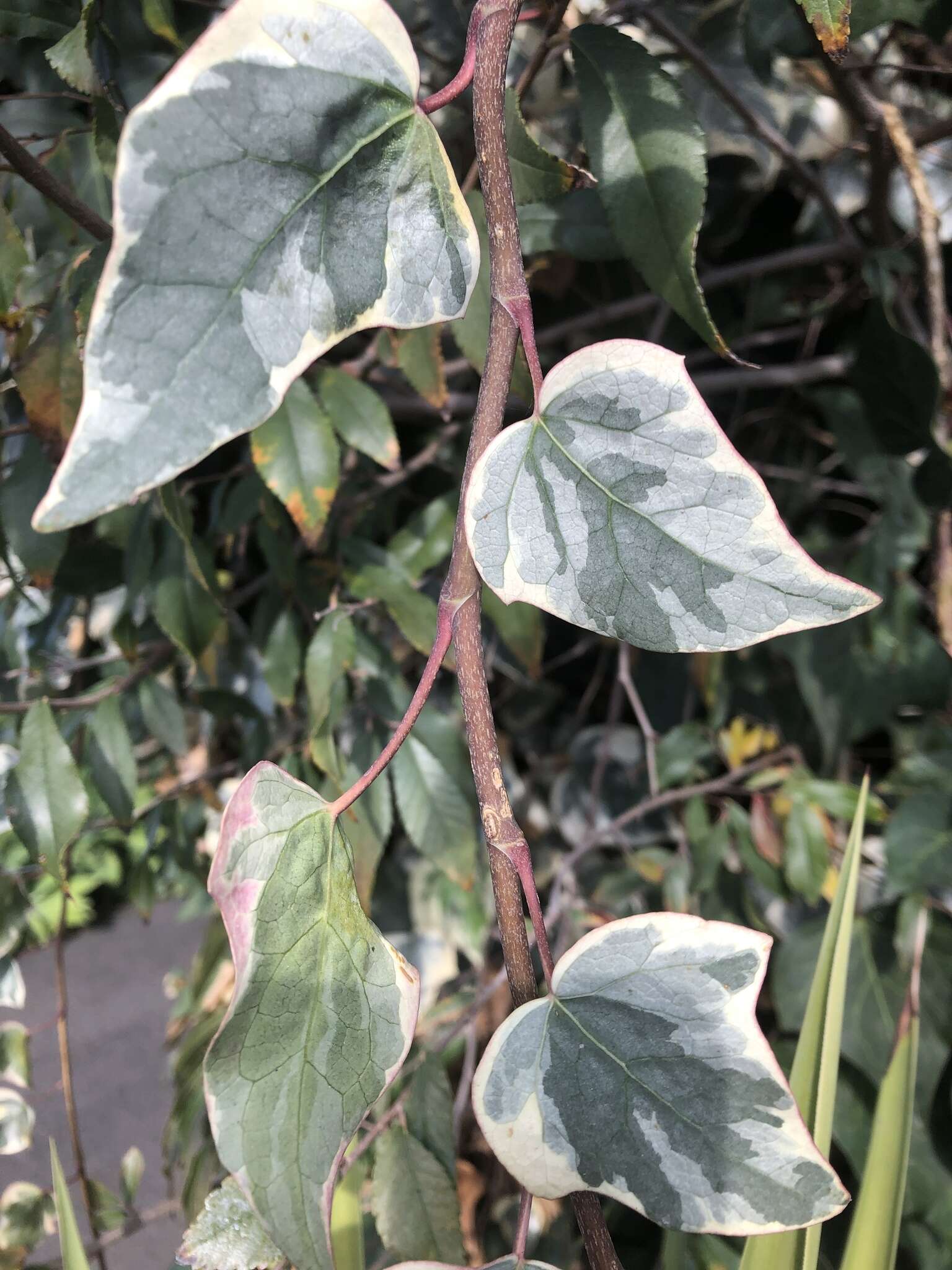 Image of Algerian Ivy