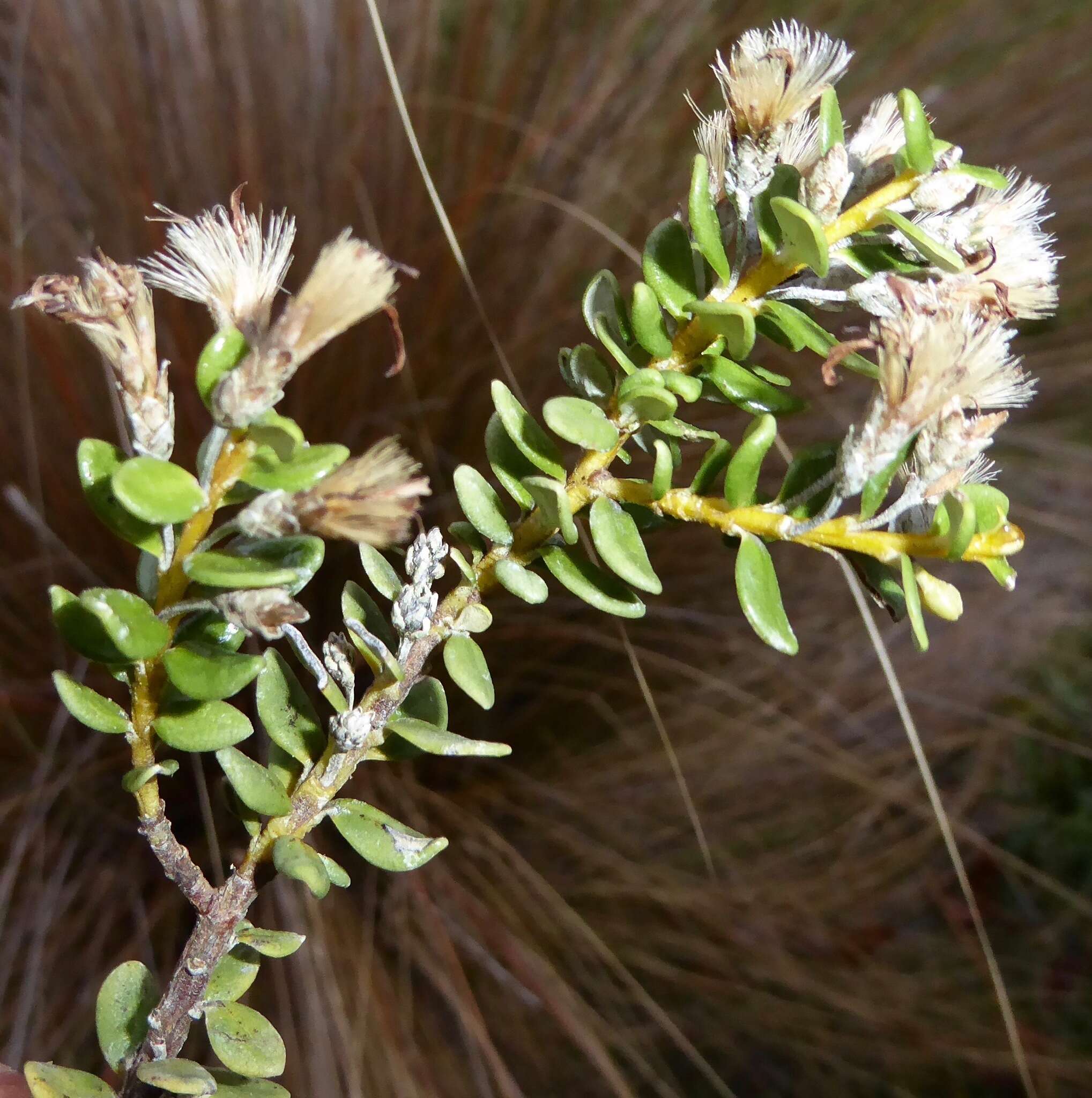 Image of Olearia nummularifolia Hook. fil.