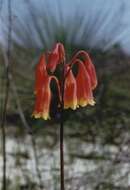 Image of Blandfordia grandiflora R. Br.