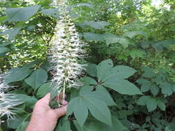 Image of bottlebrush buckeye