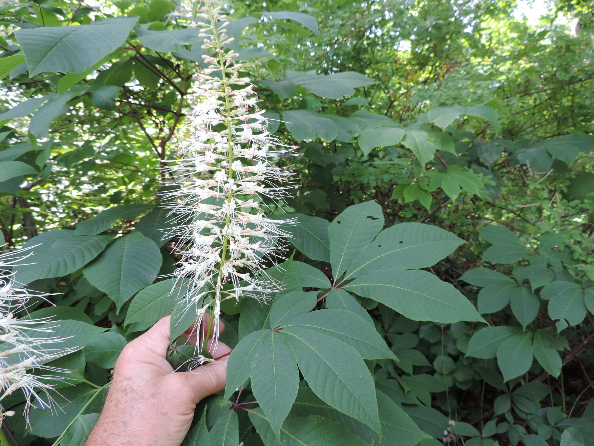 Image of bottlebrush buckeye