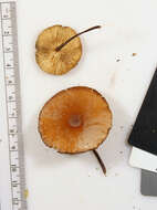 Image of Marasmius cohaerens (Pers.) Cooke & Quél. 1878