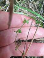 Image of Galium propinquum A. Cunn.