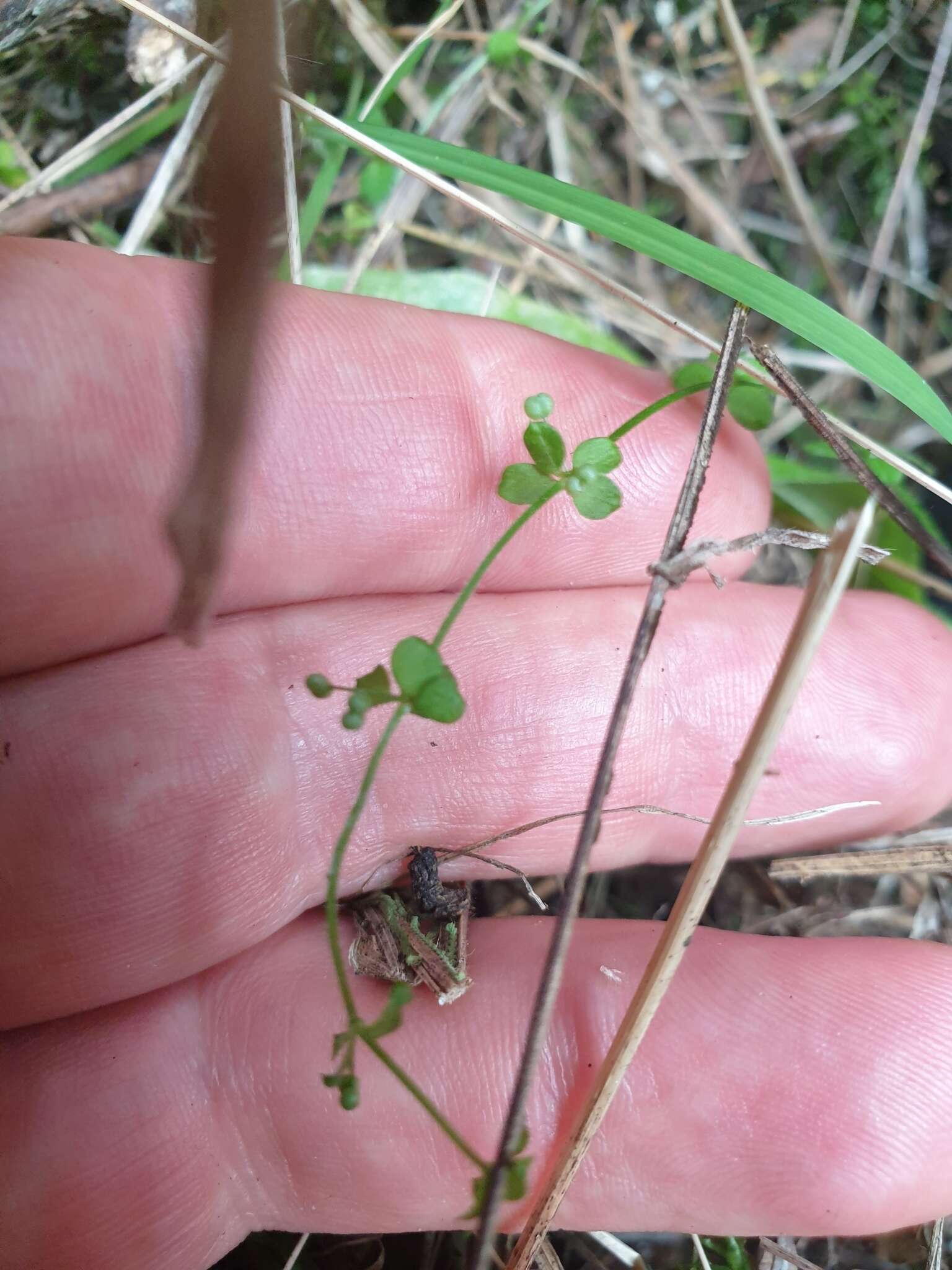 Image of Galium propinquum A. Cunn.