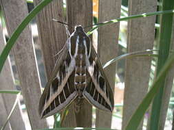 Image of striped hawk-moth