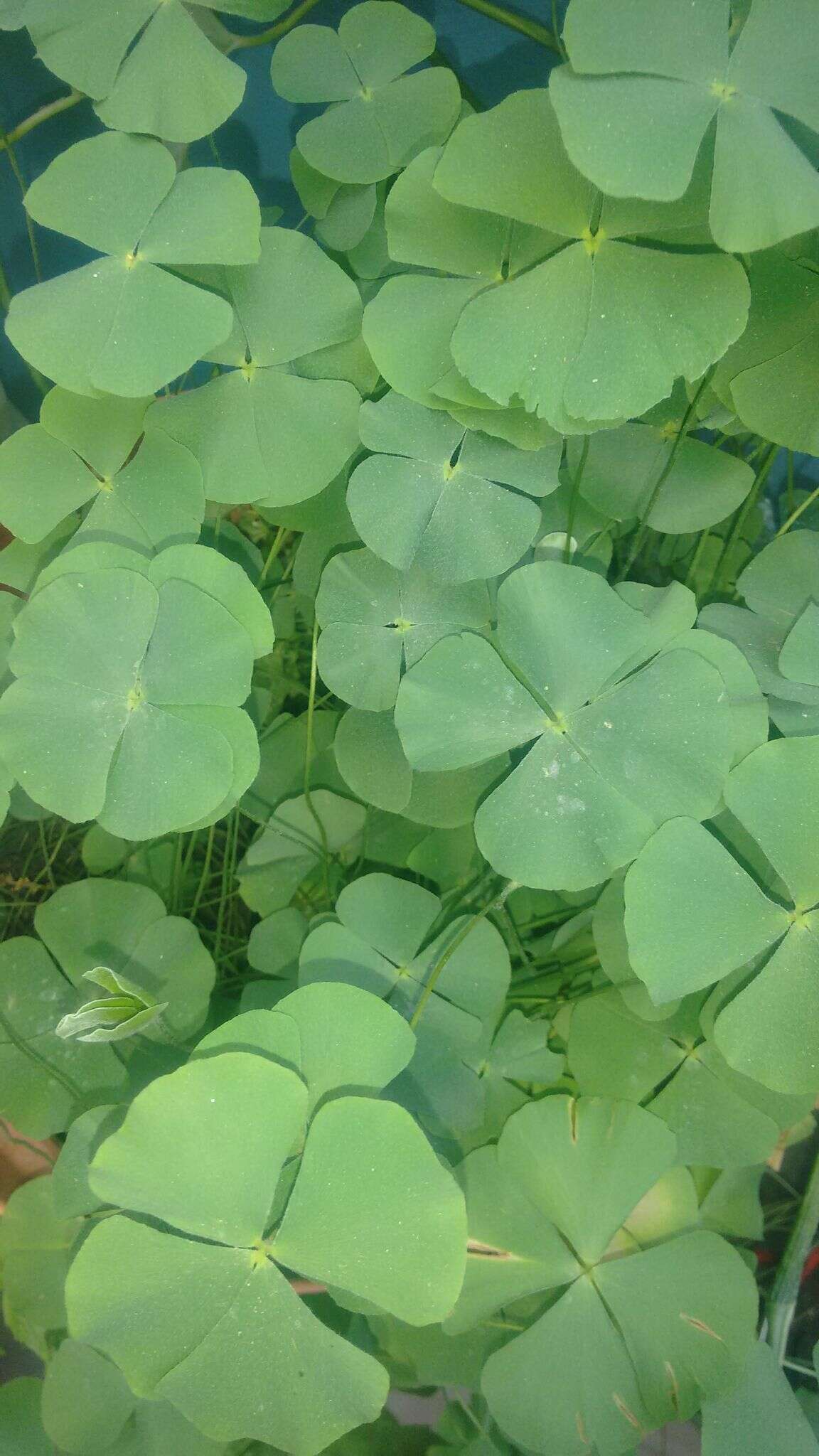 Image of Big-Foot Water-Clover