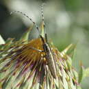 Image of Agapanthia suturalis (Fabricius 1787)