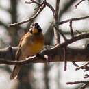 Image of Emberiza flaviventris kalaharica Roberts 1932