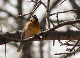 Sivun Emberiza flaviventris kalaharica Roberts 1932 kuva