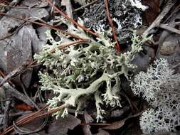 Image of Cladonia perforata