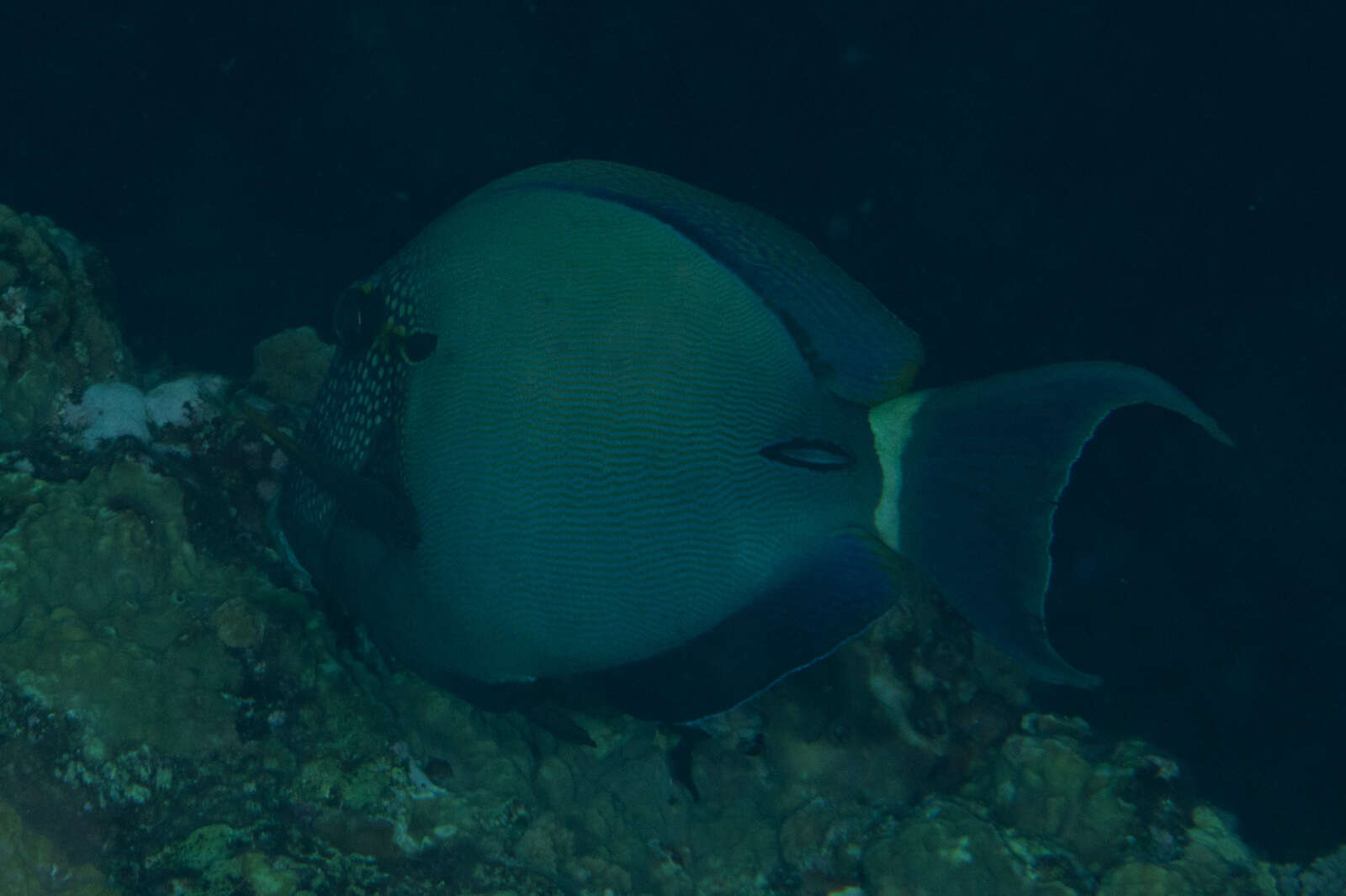 Imagem de Acanthurus maculiceps (Ahl 1923)