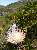 Imagem de Protea cynaroides (L.) L.