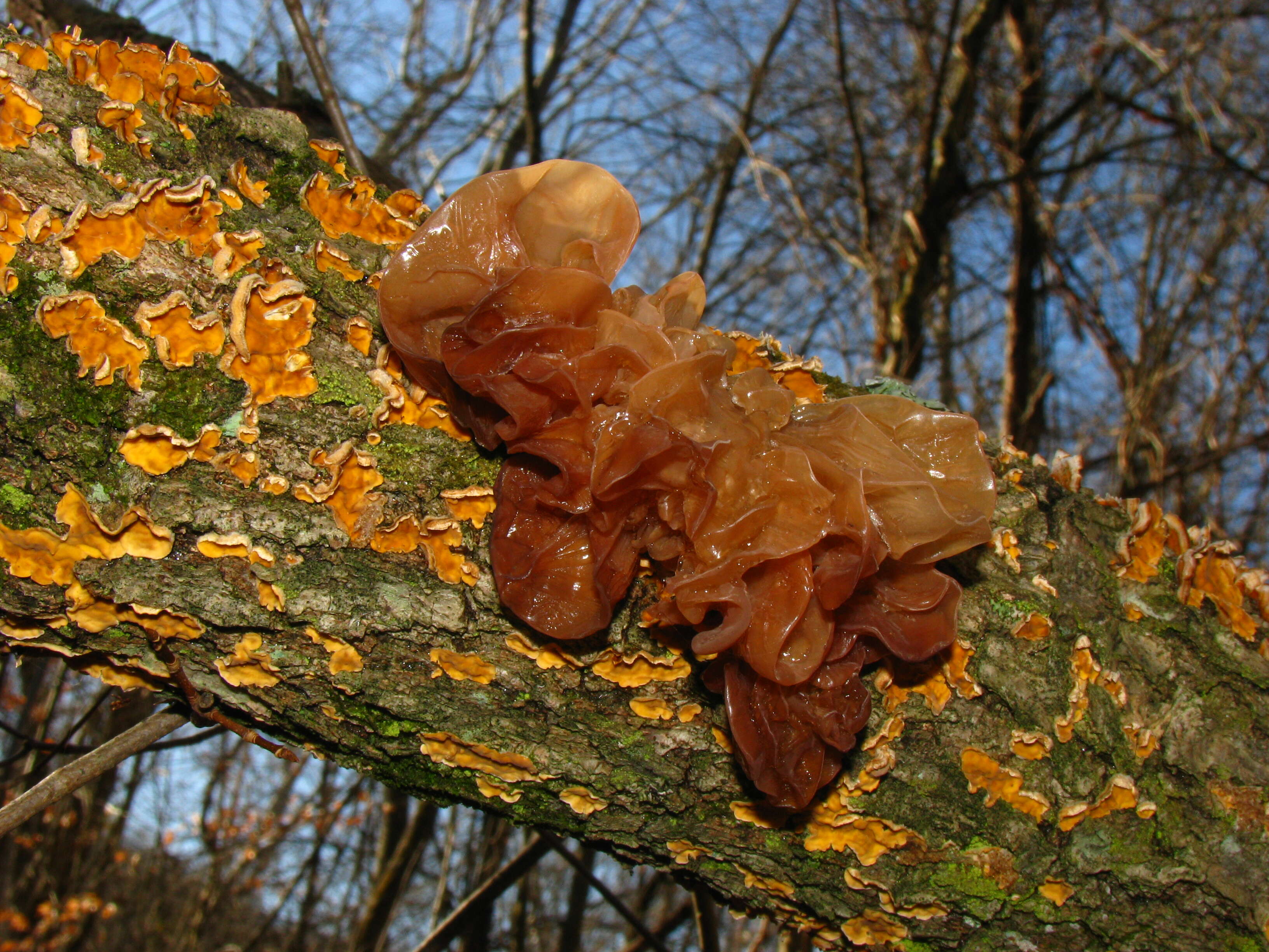 Image of Tremella foliacea