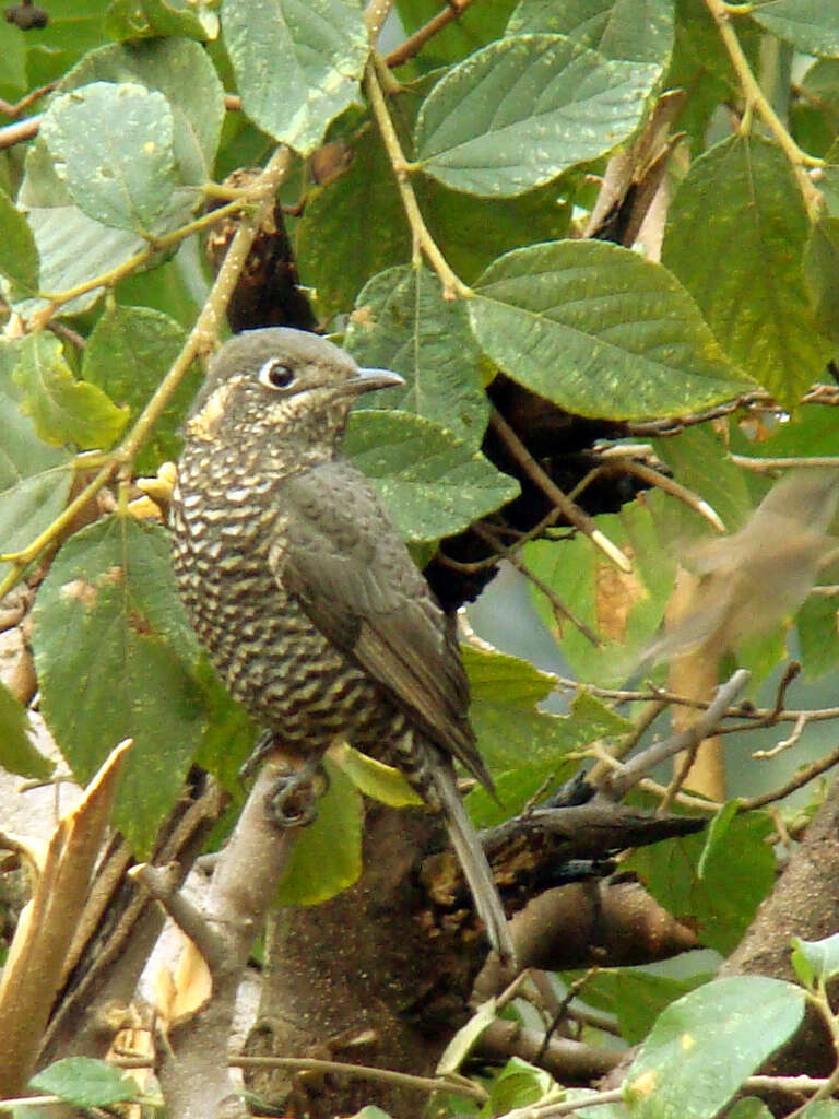 Image of Rock thrush