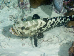 Image of Camouflage Grouper